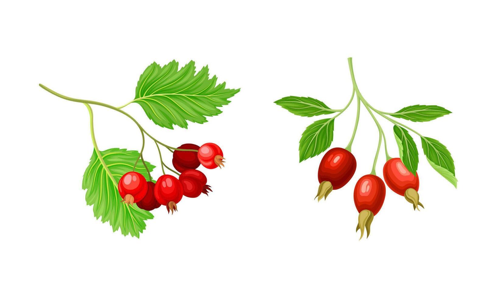 Red Brier and Hawthorn Branch with Hanging Ripe Edible Berry Set vector