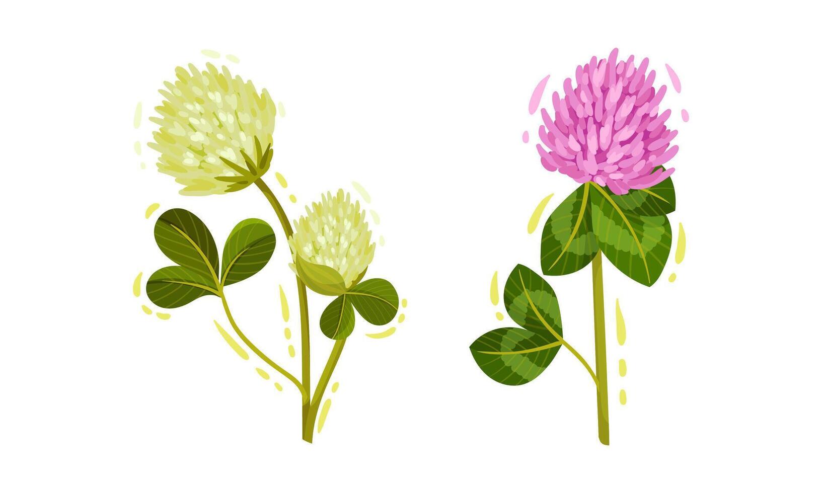 White and Purple Trifolium or Clover Flower Head on Green Stem with Trifoliate Leaves Set vector