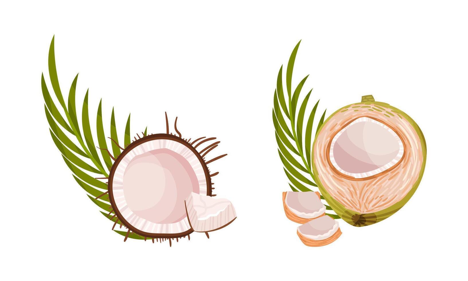 Green Coconut with Long Pinnate Palm Leaf and White Inner Flesh Set vector