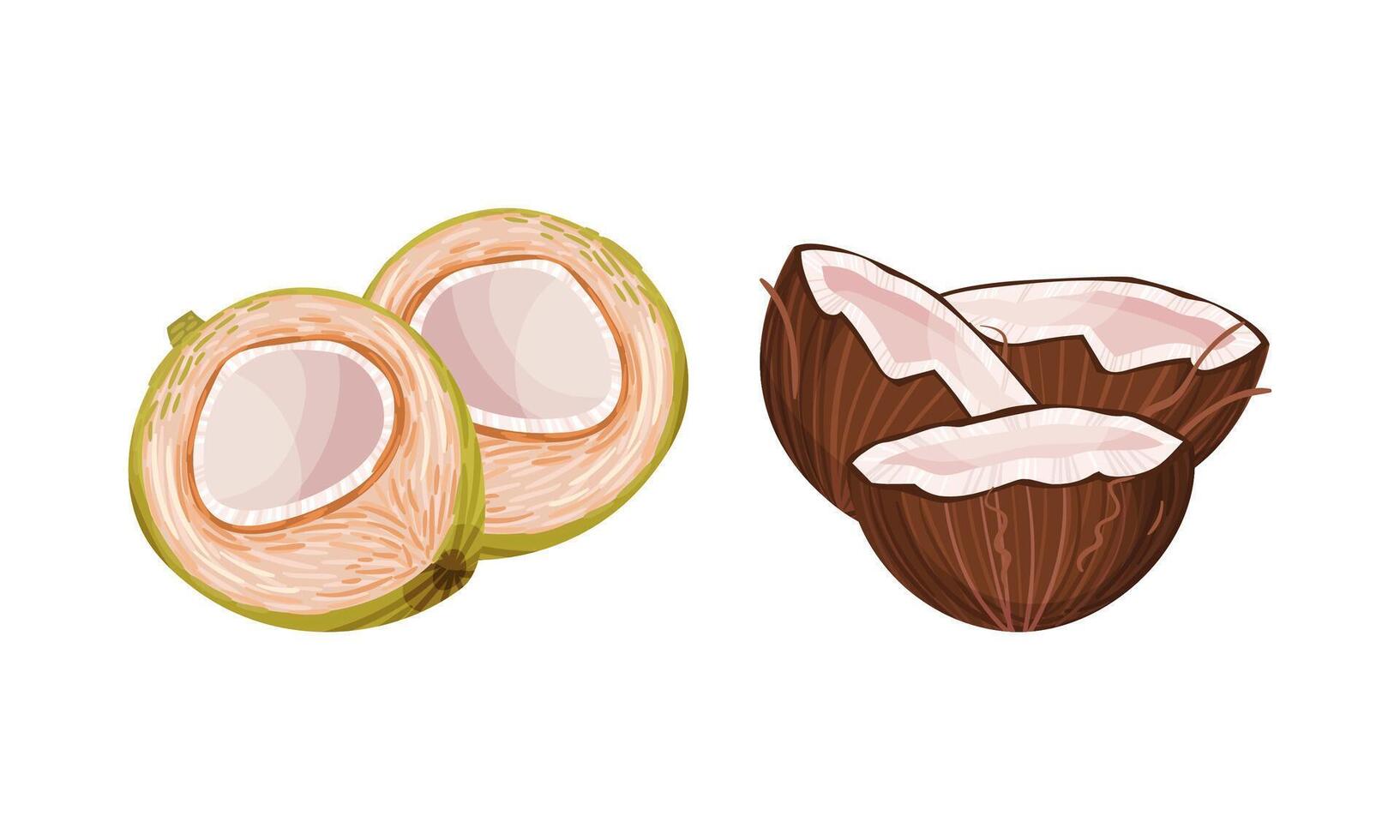 Green and Brown Coconut with White Inner Flesh Set vector