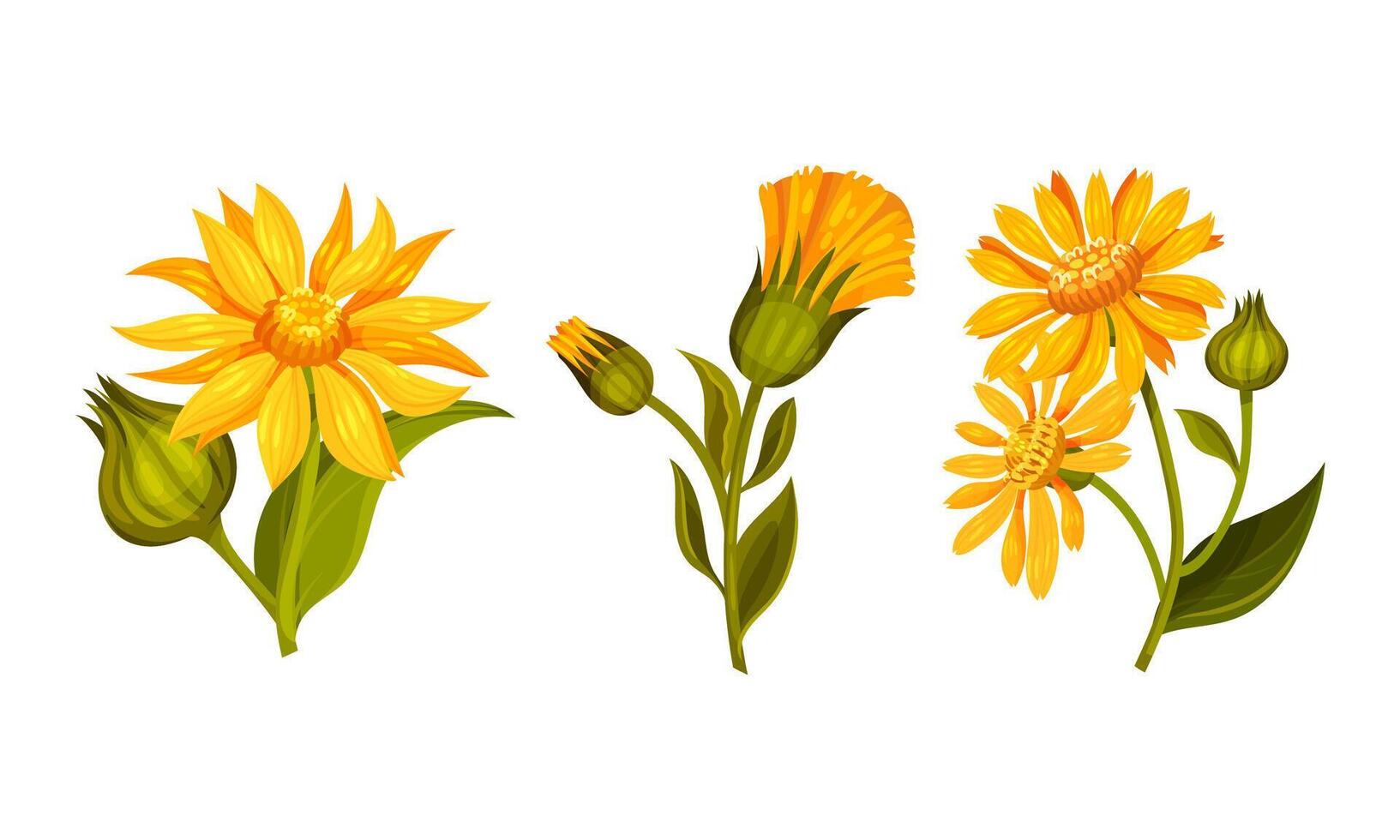 Jerusalem artichoke flowers set. Blooming plant of sunroot, sunchoke or topinambour cartoon illustration vector