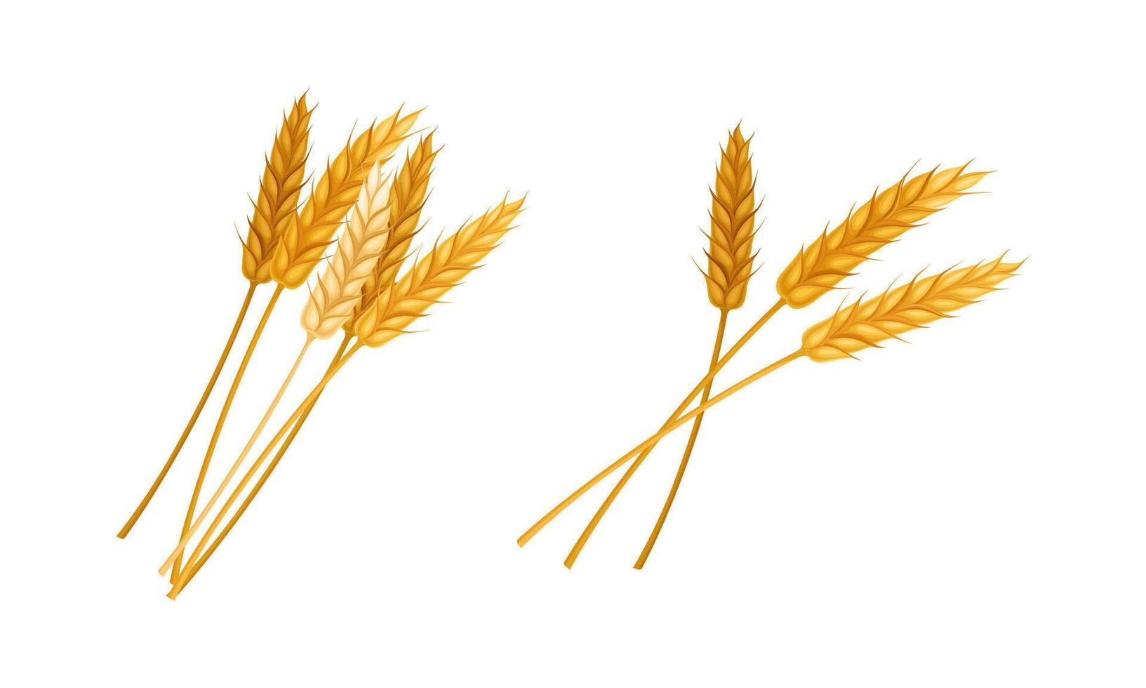 Bunch of wheat, oats or barley set. Agriculture or bakery illustration vector