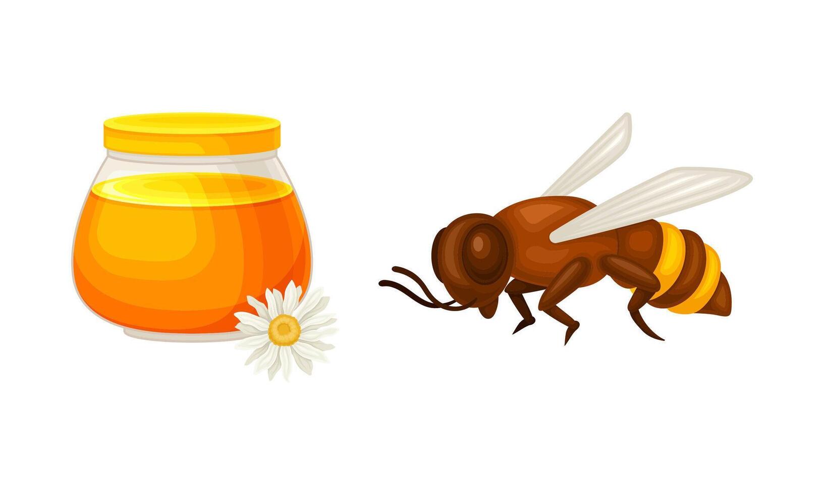 Beekeeping and honey production set. Jar of honey and honeybee illustration vector
