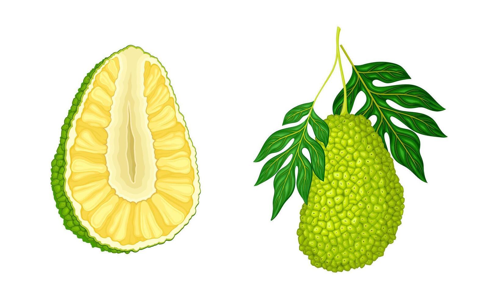 Ripe jackfruit set. Whole and half tropical fruit with seed coat and fibrous core illustration vector
