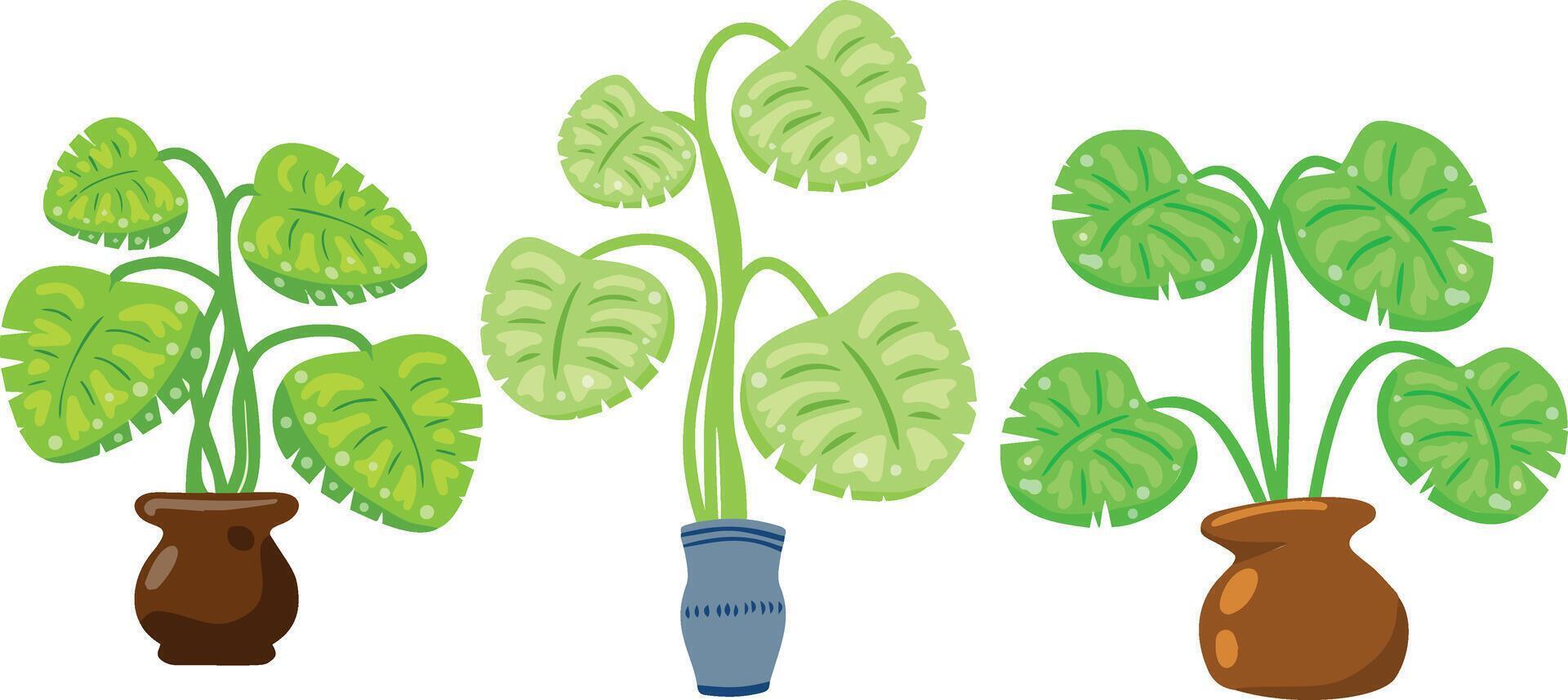 Potted houseplants with green tropical leaves. Flat cartoon illustration. vector