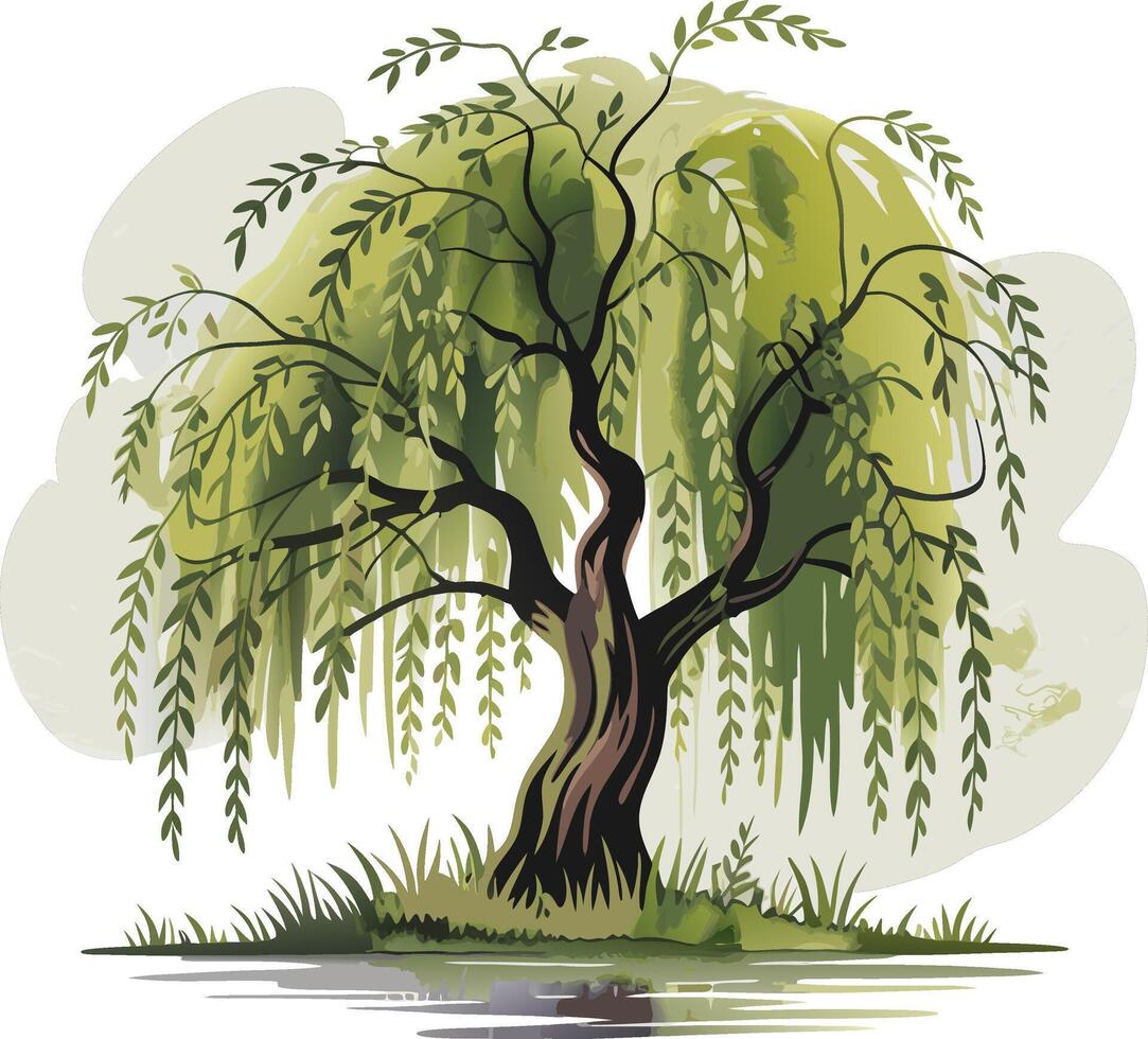 Willow tree illustration vector
