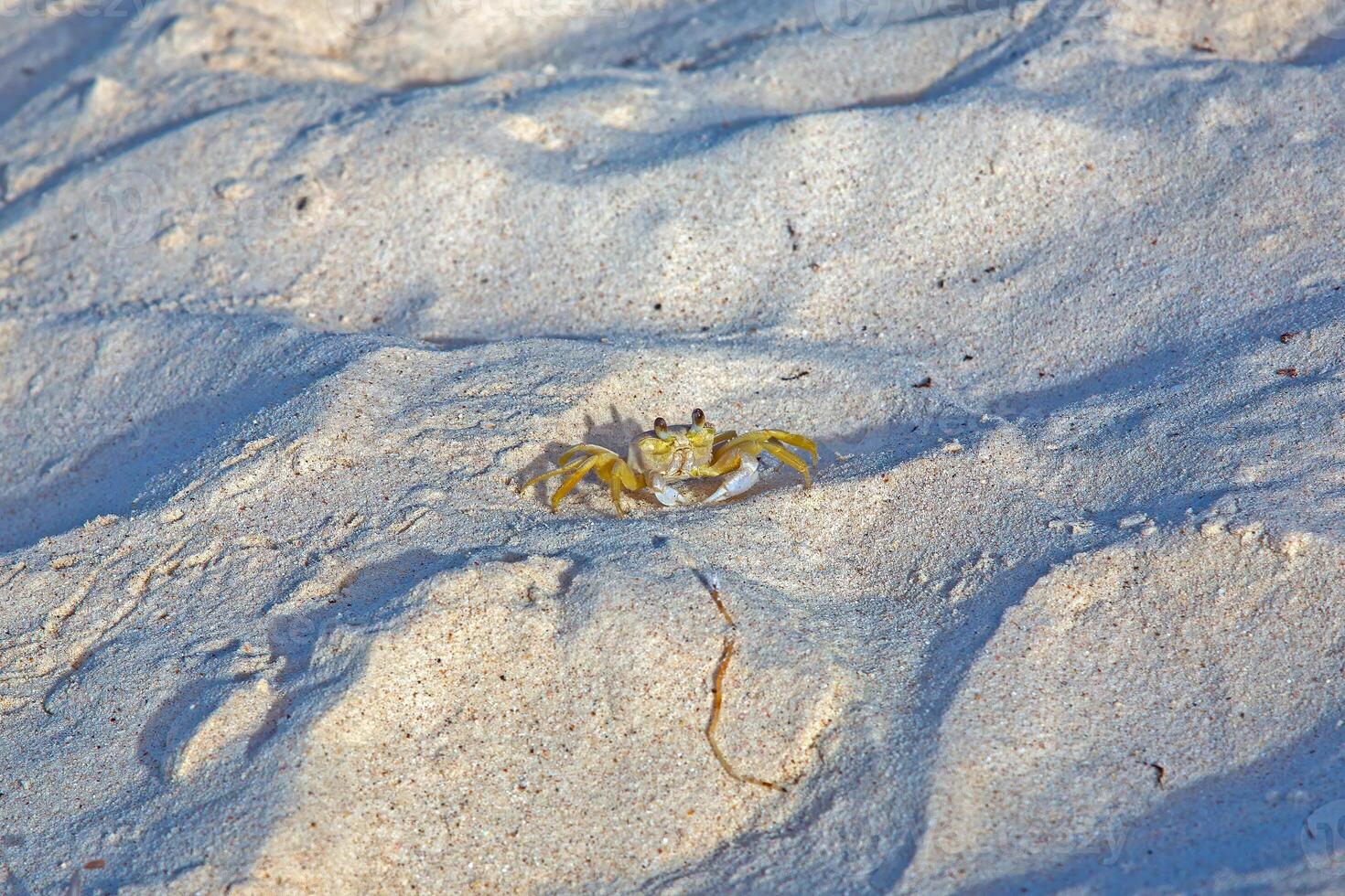 Yellow crab on white sandy beach in sunlight photo