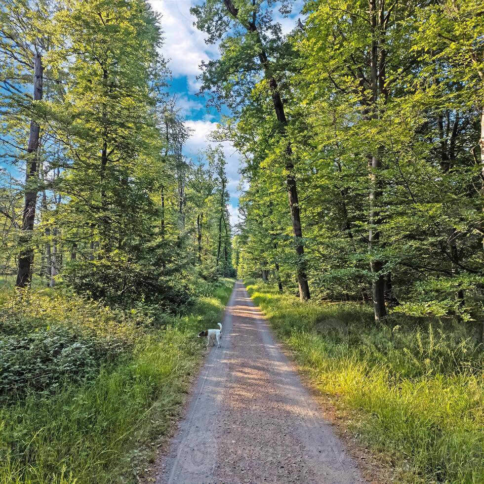Forest trail with dog under green trees photo
