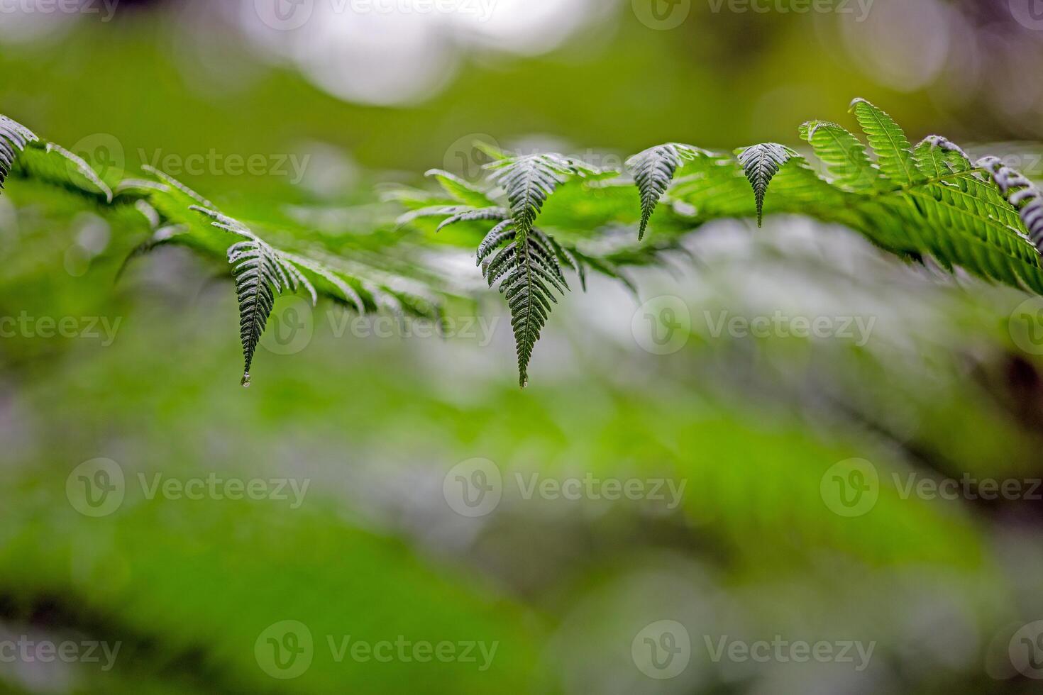Close up of fern leaf with water droplet in lush forest photo