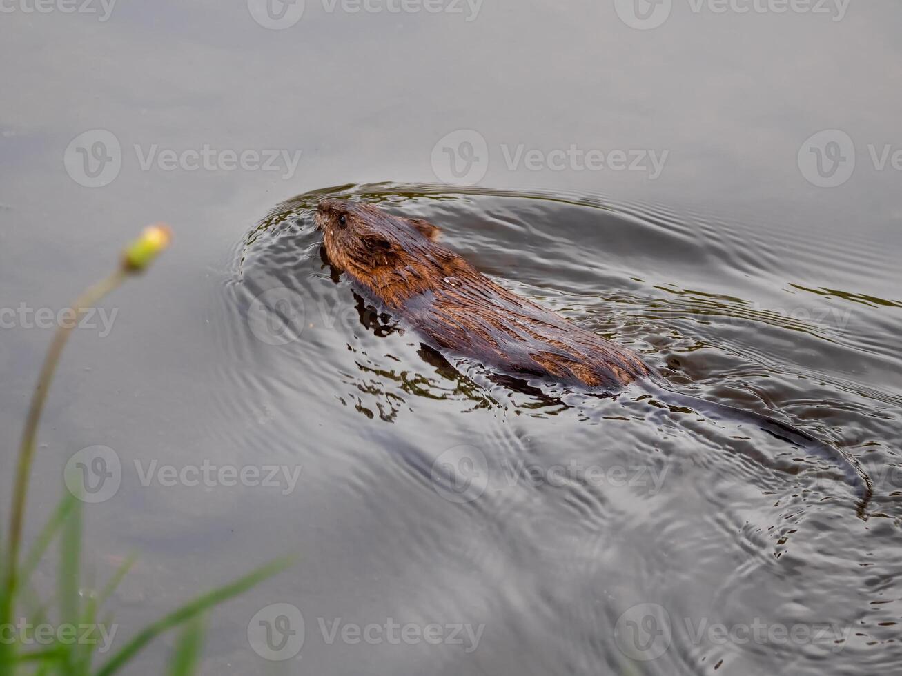 A muskrat swims of the lake photo