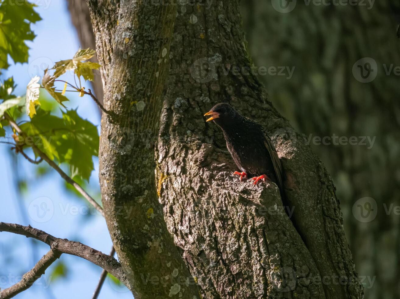 Common starling. Bird sings on tree trunk. photo