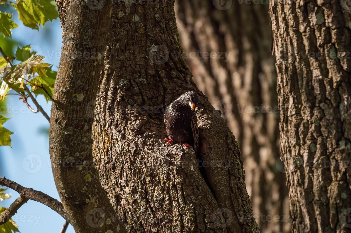 Common starling. Bird sitting on tree trunk. photo