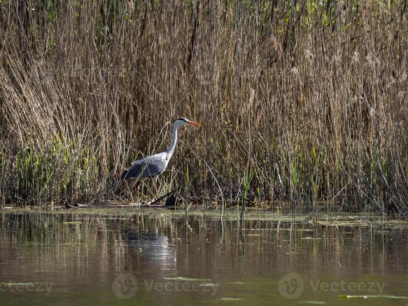 Beautiful Grey Heron on a lake in the reeds photo