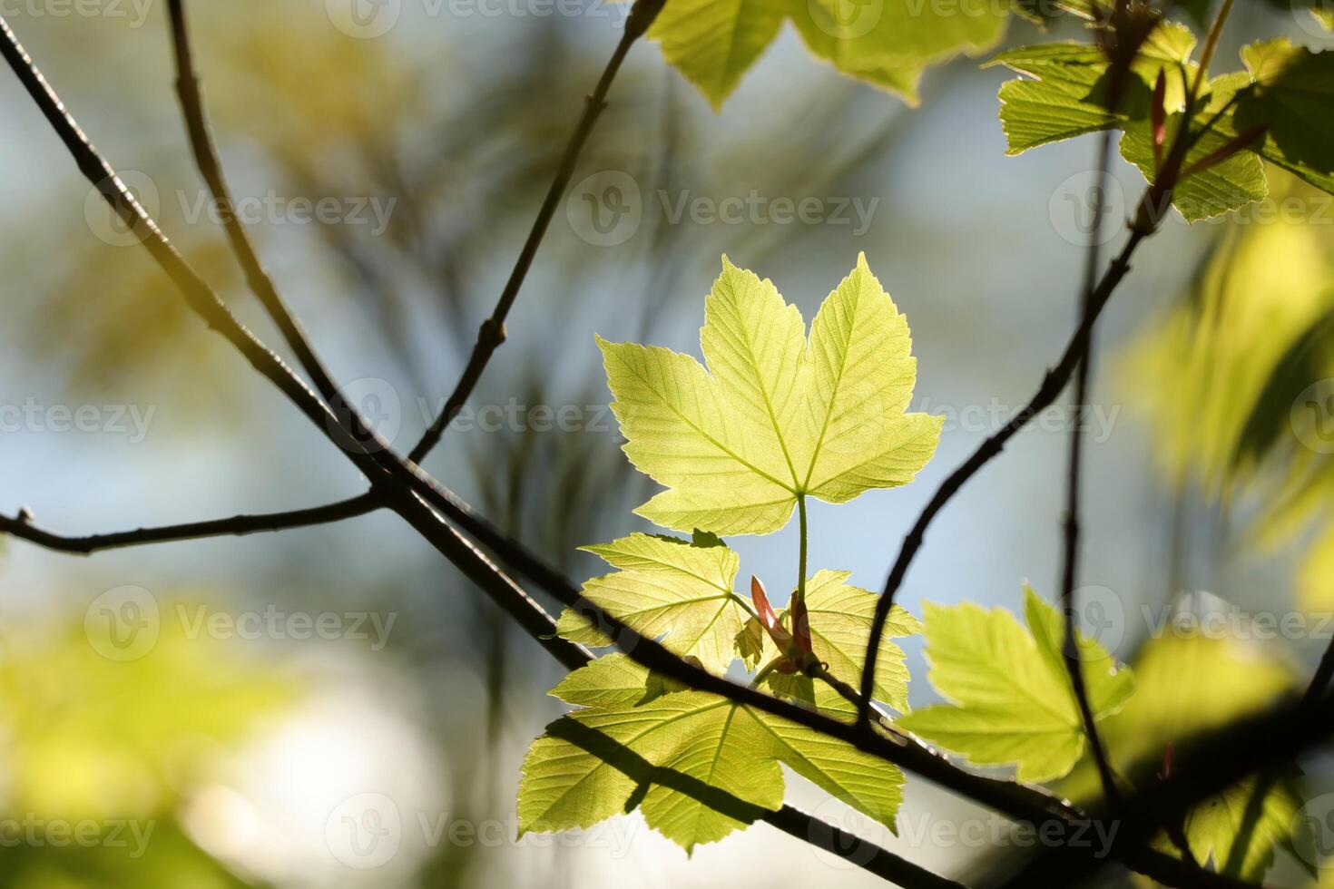 Sycamore maple leaves in the forest, May photo