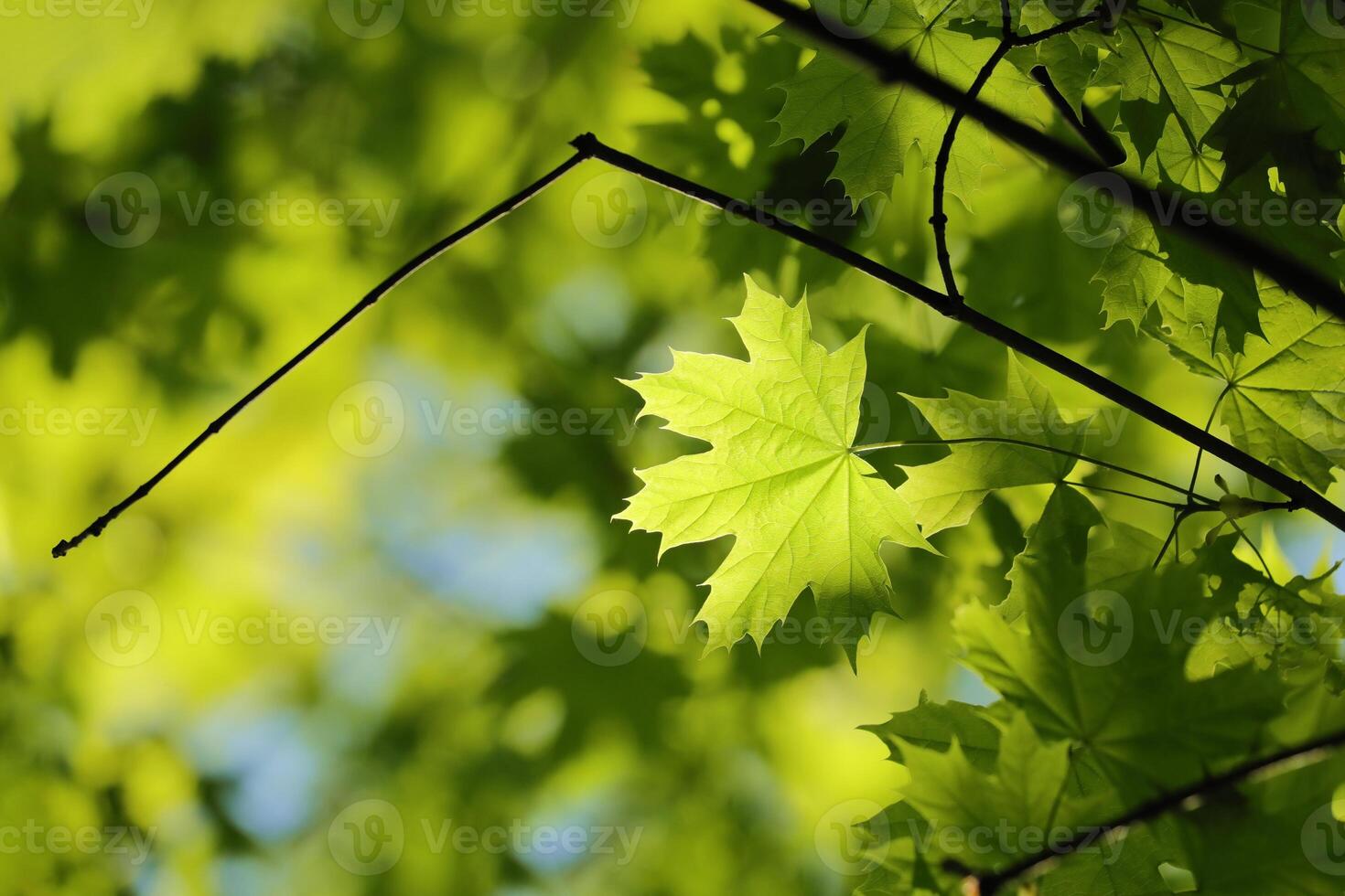 Spring maple leaves on tree branch, May photo