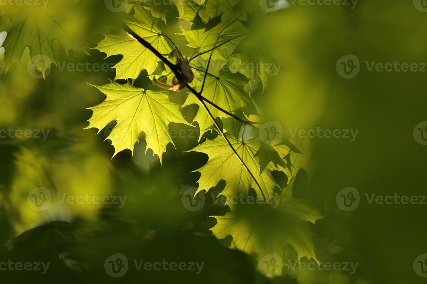 Closeup of spring maple leaves on tree branch photo