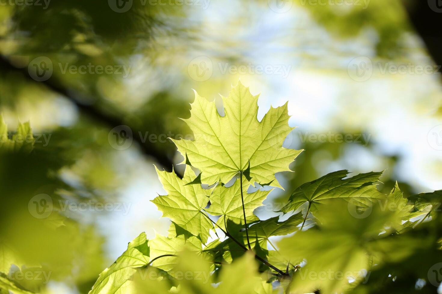 Close-up of spring maple leaves on tree branch photo