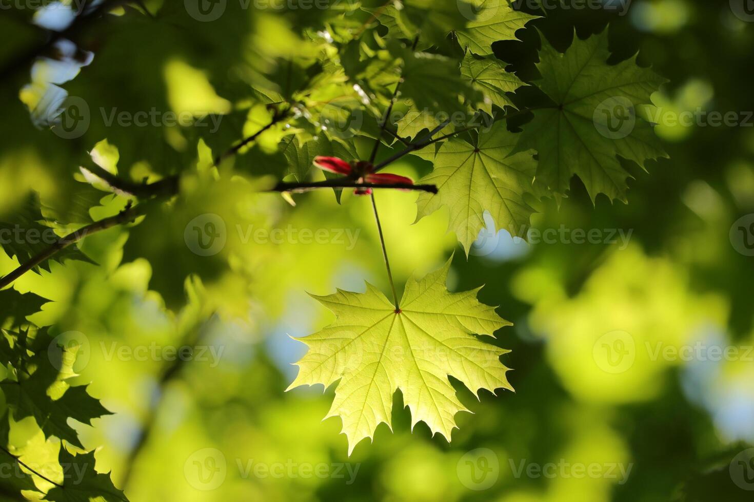 Close-up of spring maple leaf on tree branch photo