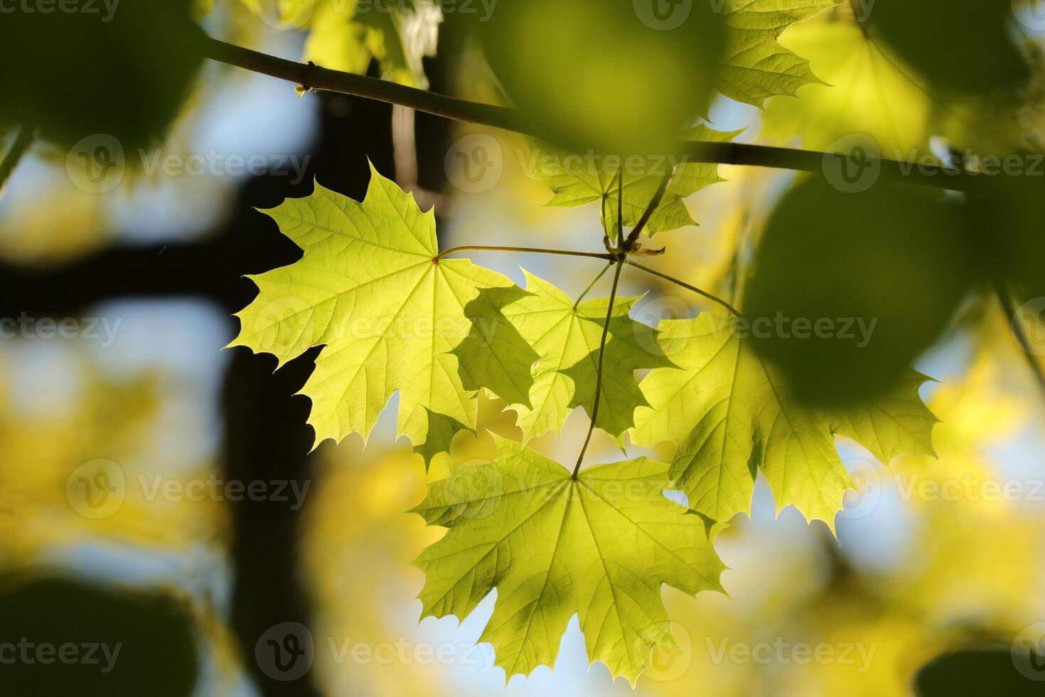 Spring maple leaves on tree branch photo