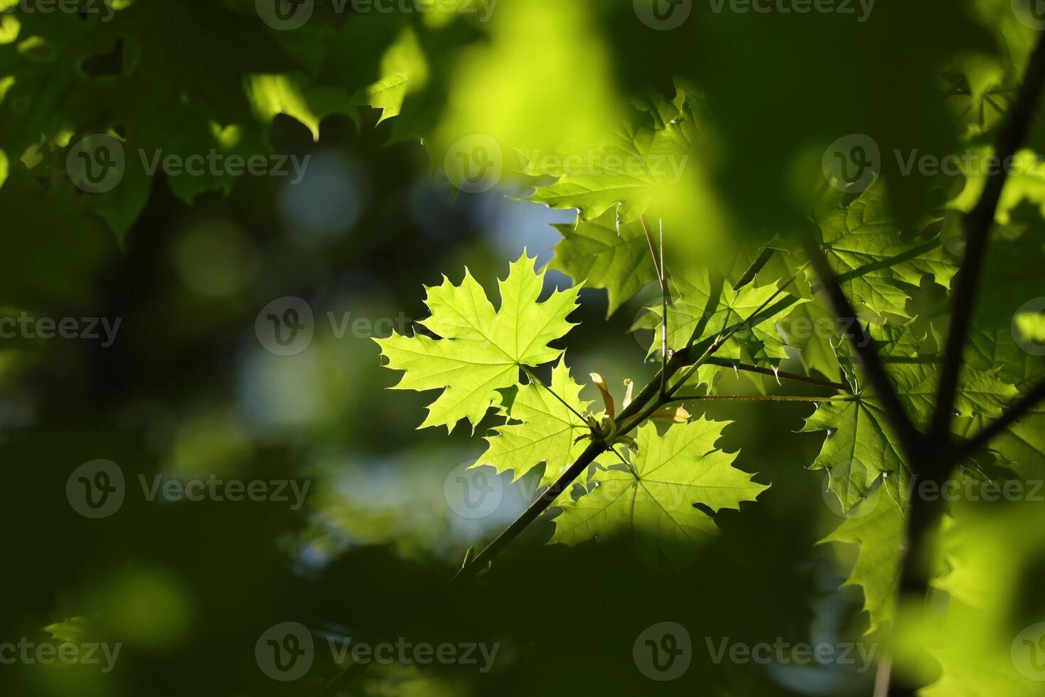 Close-up of spring maple leaves in the forest photo