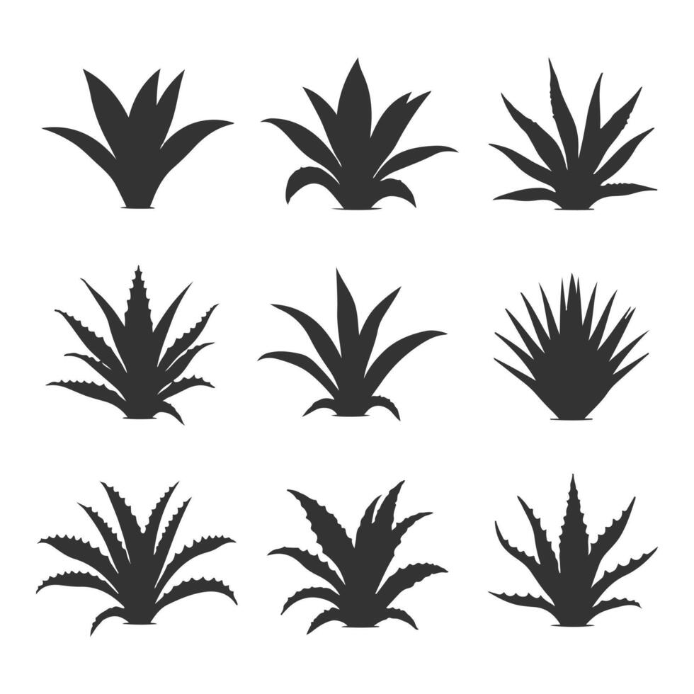 Maguey Plant design vector
