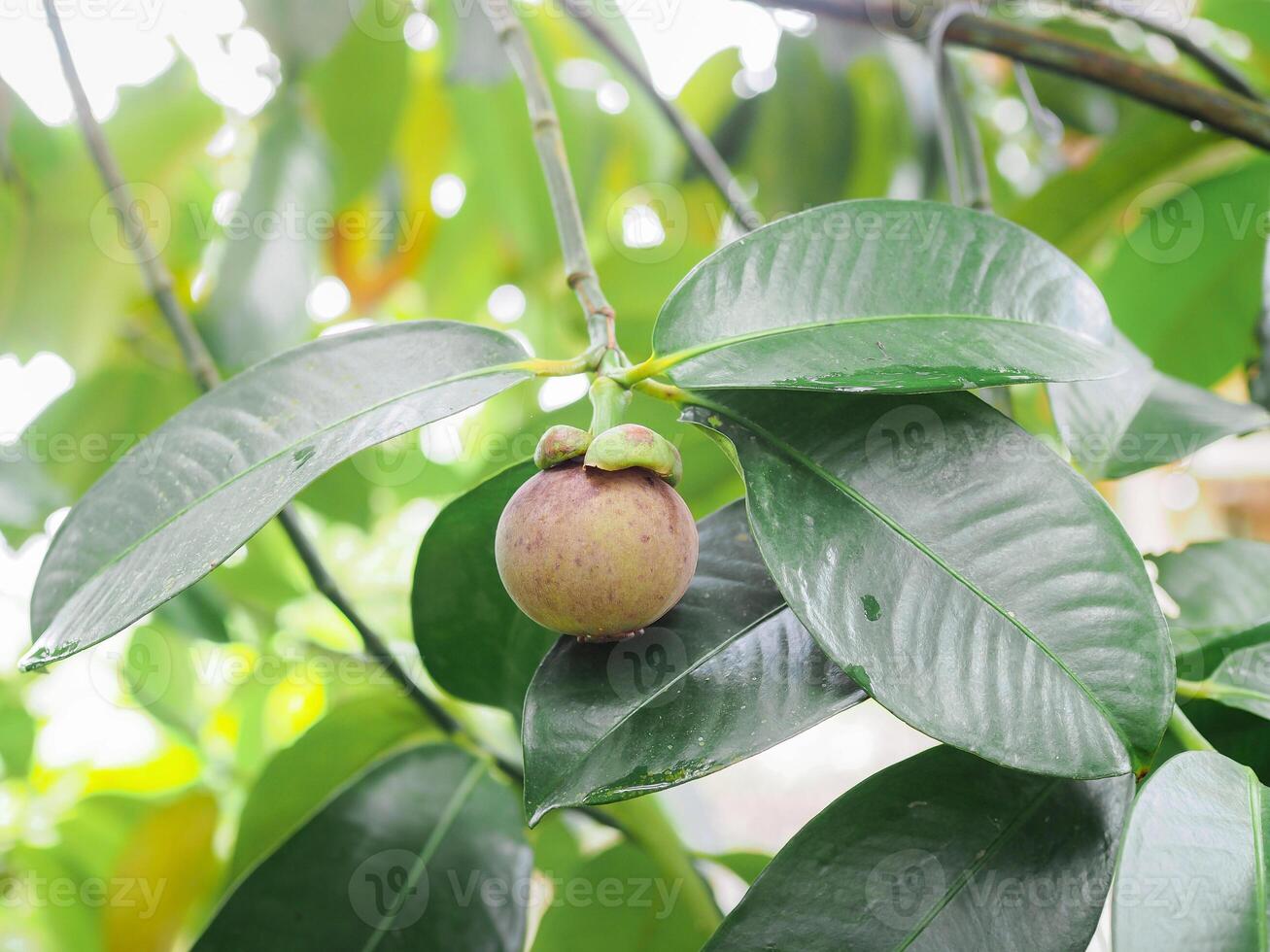 Raw fresh mangosteen in the garden. Queen of fruits photo