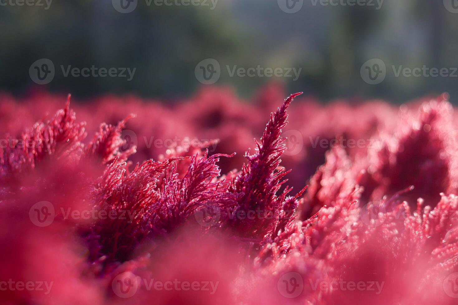 Red flowers with bokeh light in garden. photo