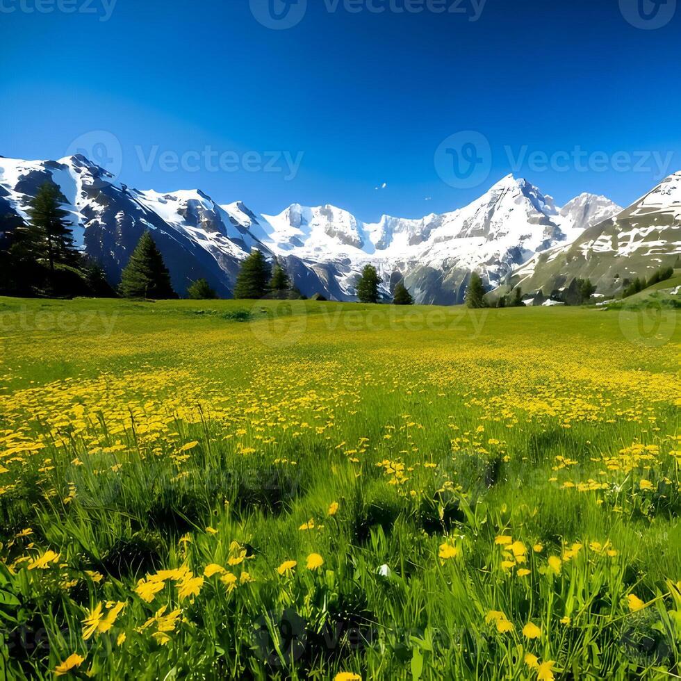 Vibrant Yellow Wildflower Meadow with Snow Capped Mountains photo