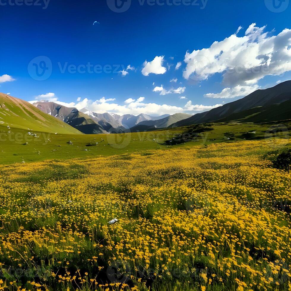 Vibrant Yellow Wildflower Meadow in a Mountain Valley under a Bright Blue Sky photo