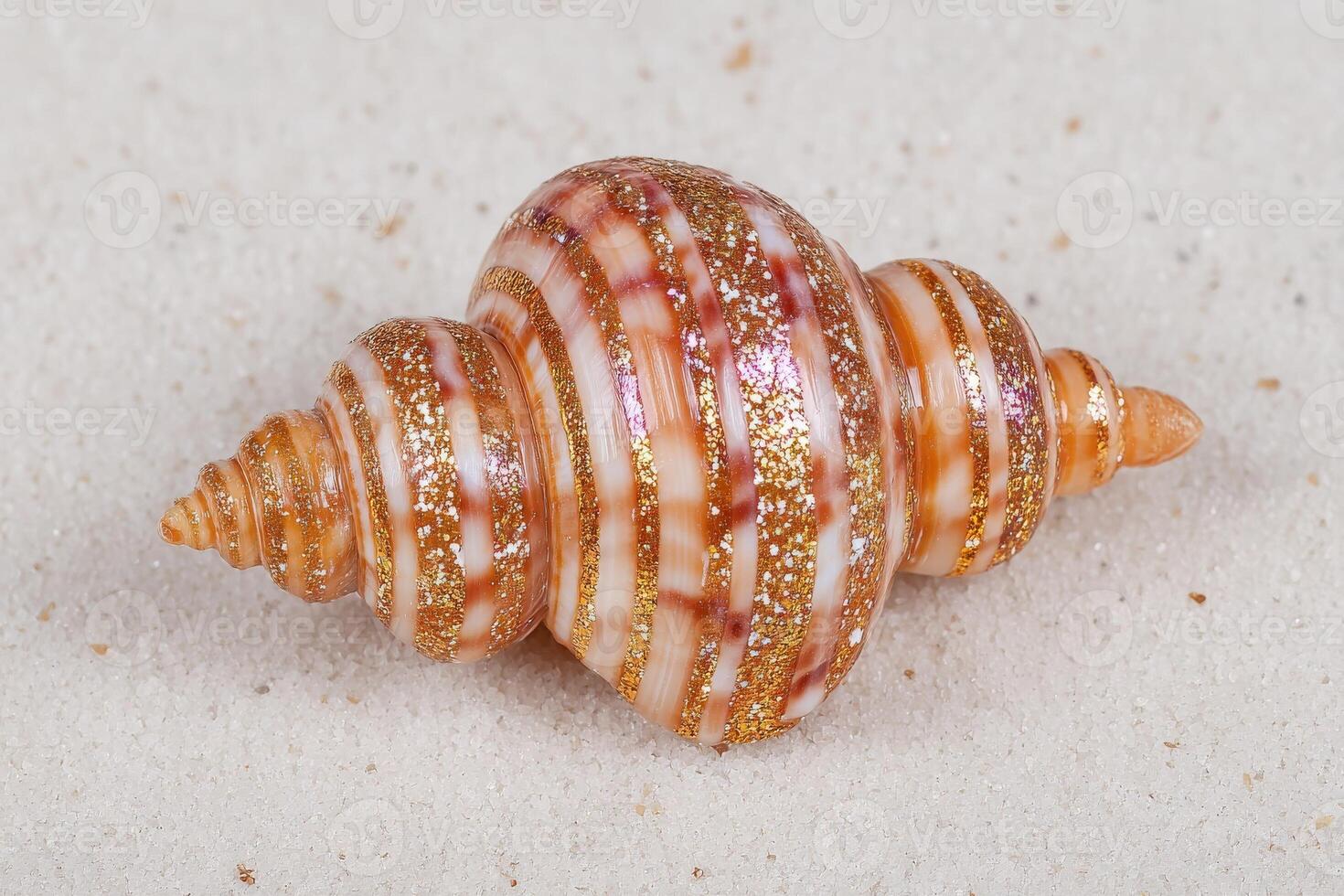 A close-up view reveals a beautifully striped seashell resting on a sandy surface, highlighting its intricate spiral shape and sparkling golden accents captured under natural light. photo