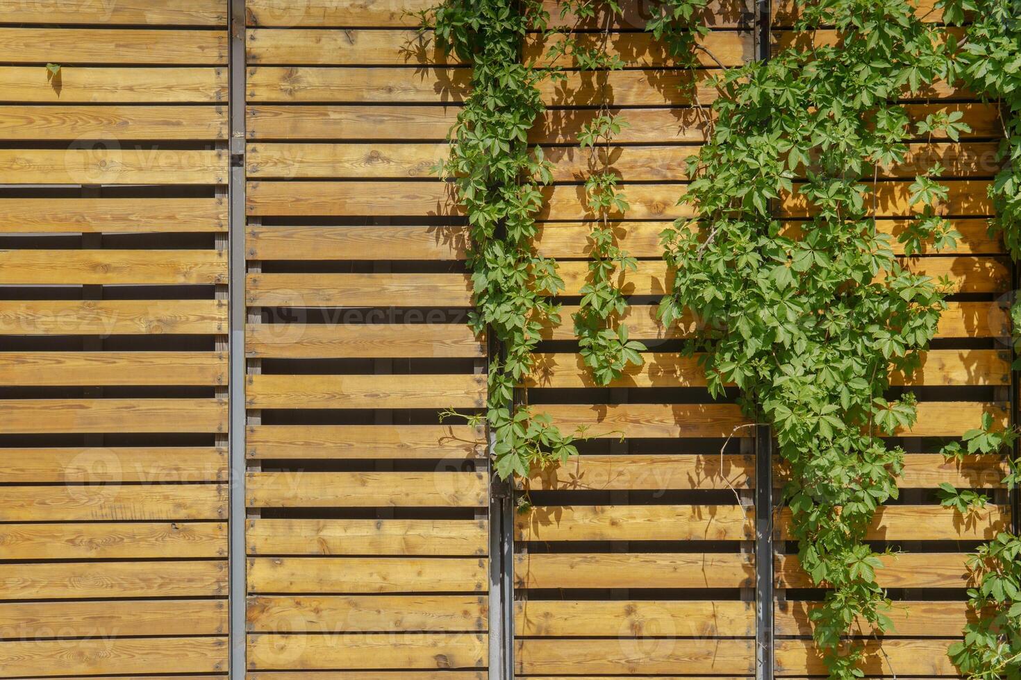 Wild climbing grapes growing on a wall of wooden planks. Beautiful designer background. photo