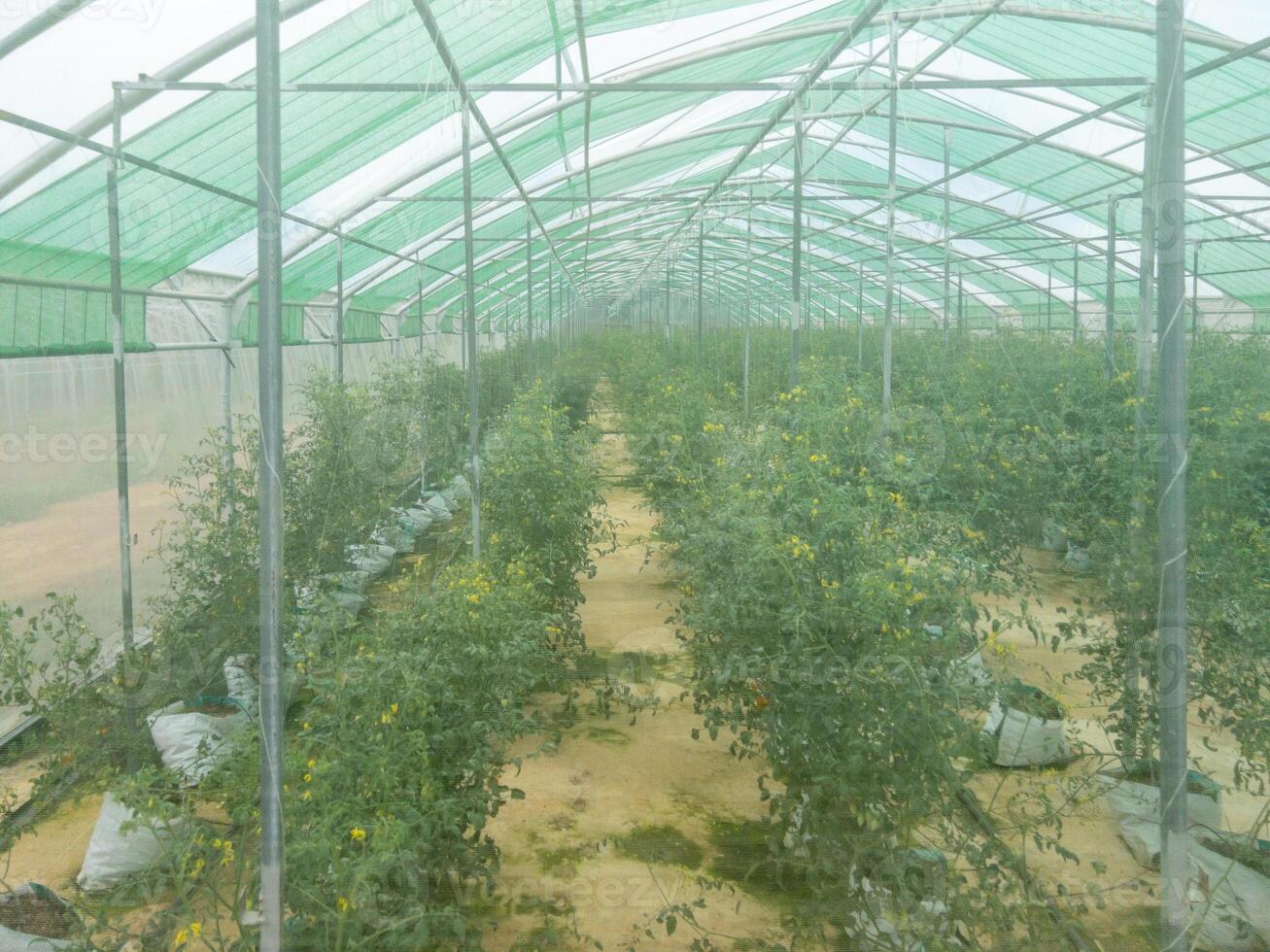 Nurturing Greenhouse for Seedling Cultivation. photo