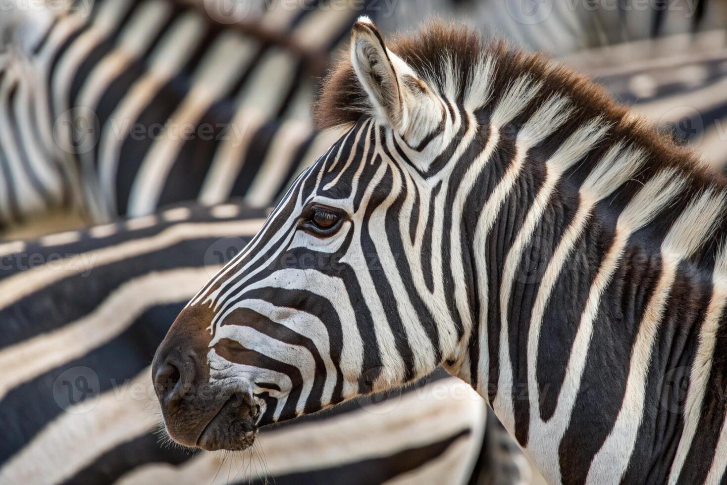 seamless zebra pattern -generated by ai photo