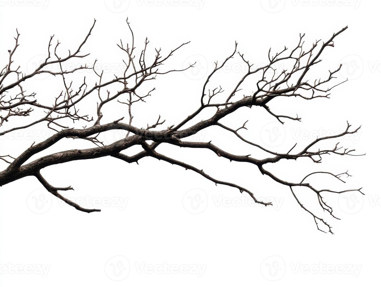 Bare branches stretch against a white background in winter photo