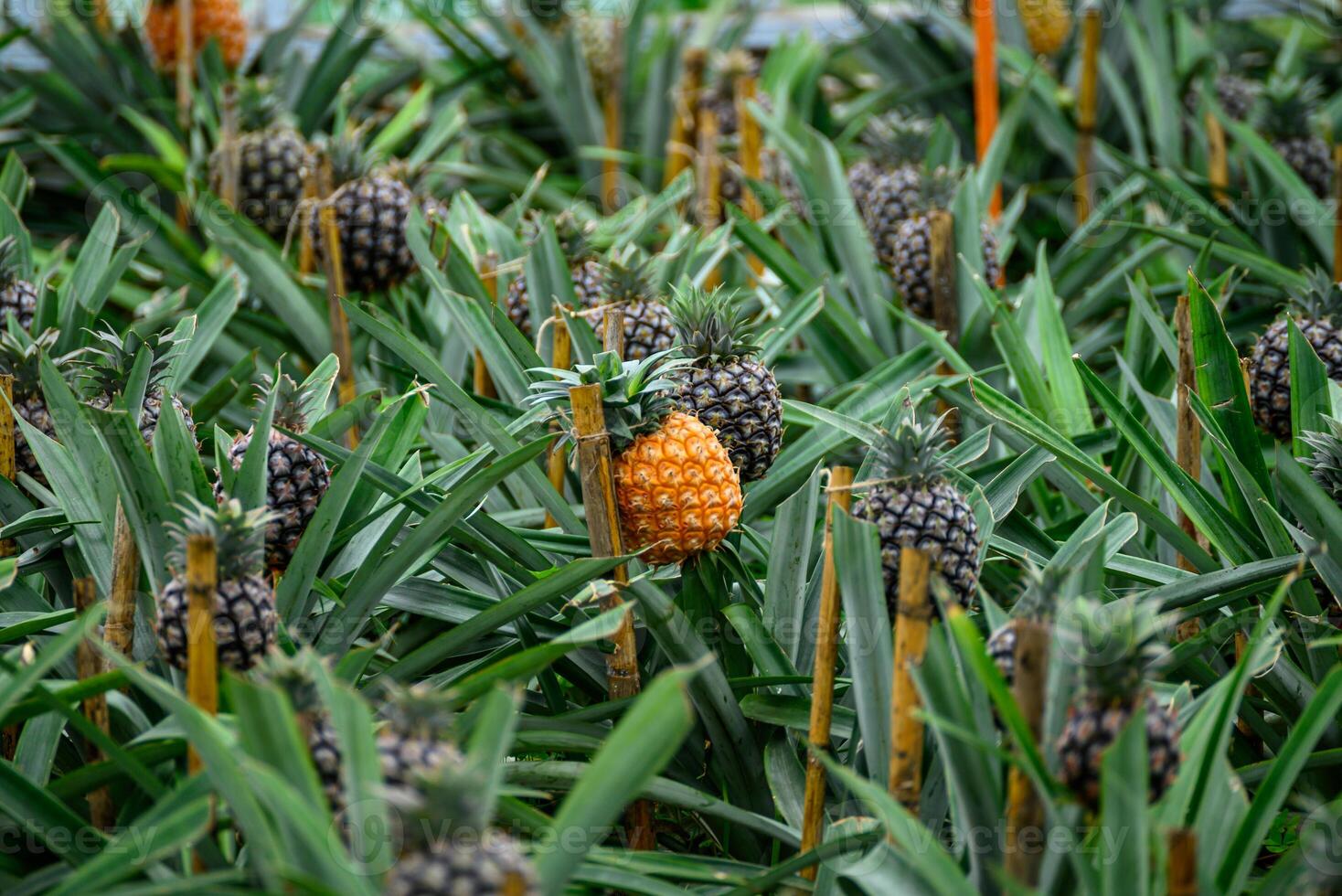 pineapple plantation on the island of sao miguel, azores archipelago. Portugal photo