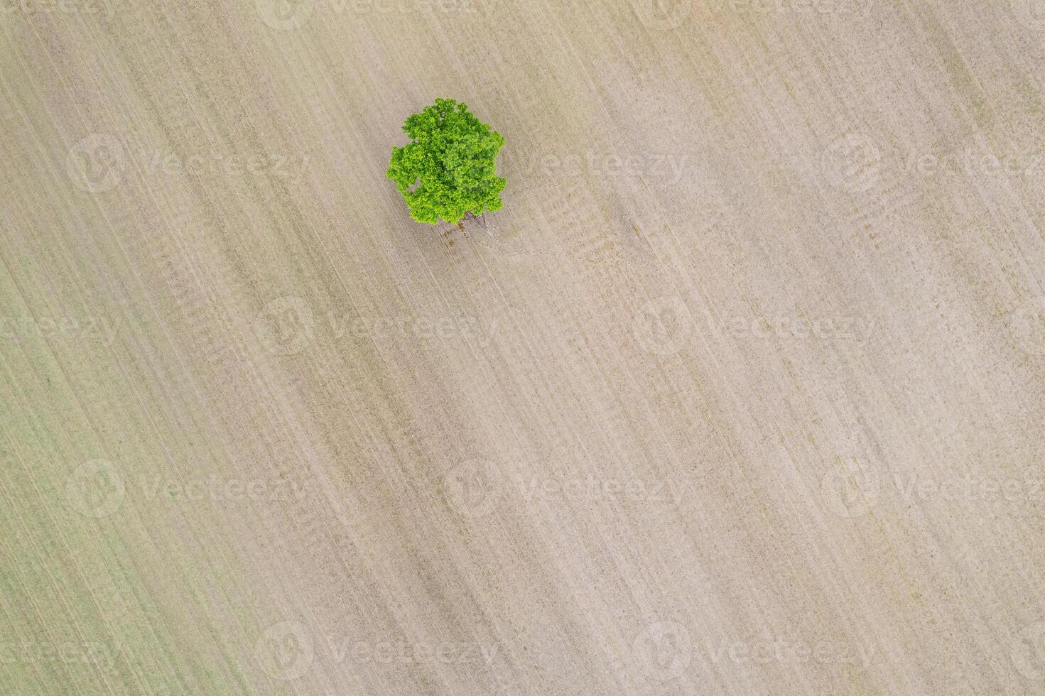 aerial top down view of a single tree in open farmland agricultural fields photo