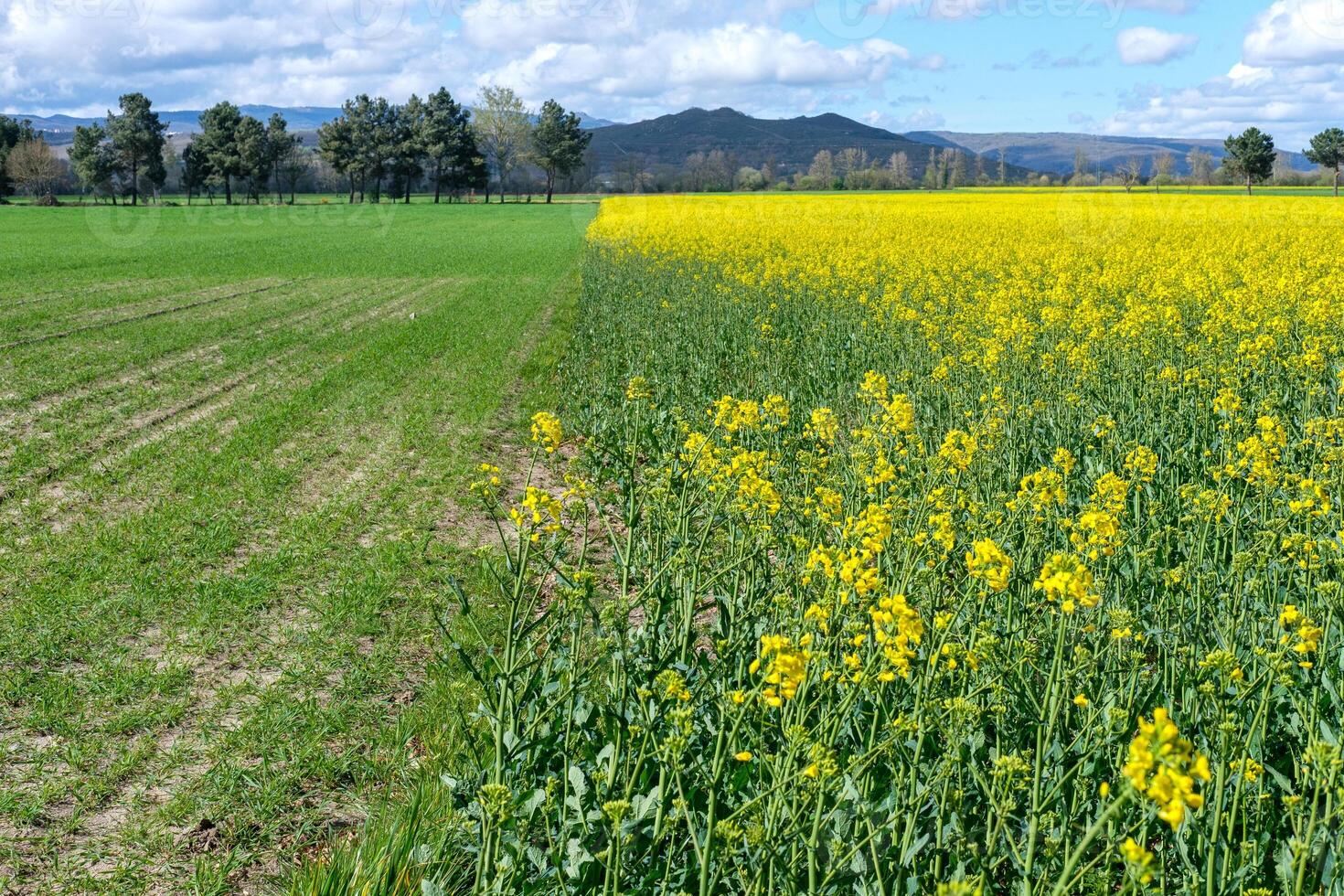 Yellow rapeseed field against blue cloudy sky nature background. Blooming canola flowers. photo