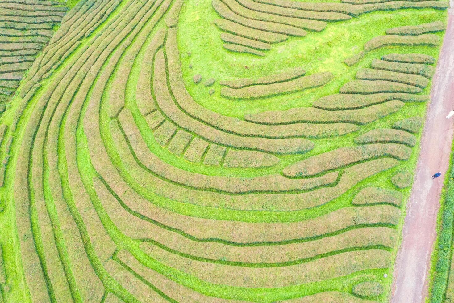 overhead drone aerial view of a tea plantation, background texture patterns photo