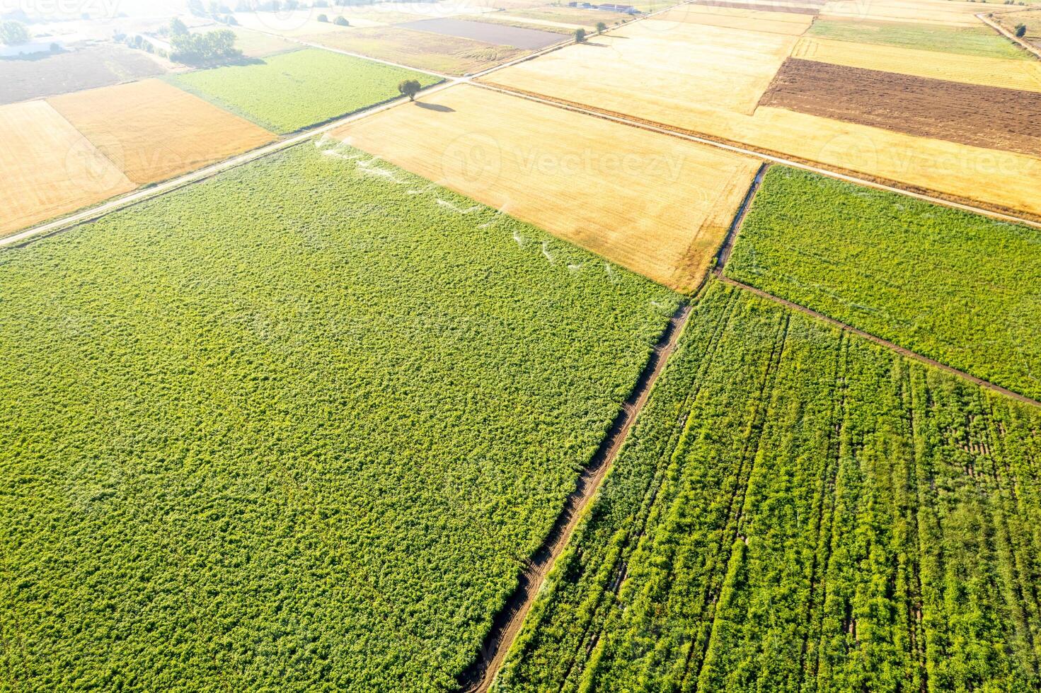 aerial drone view of agricultural fields abstract patterns and textures, cereal and potato. Agriculture background concept landscape photo
