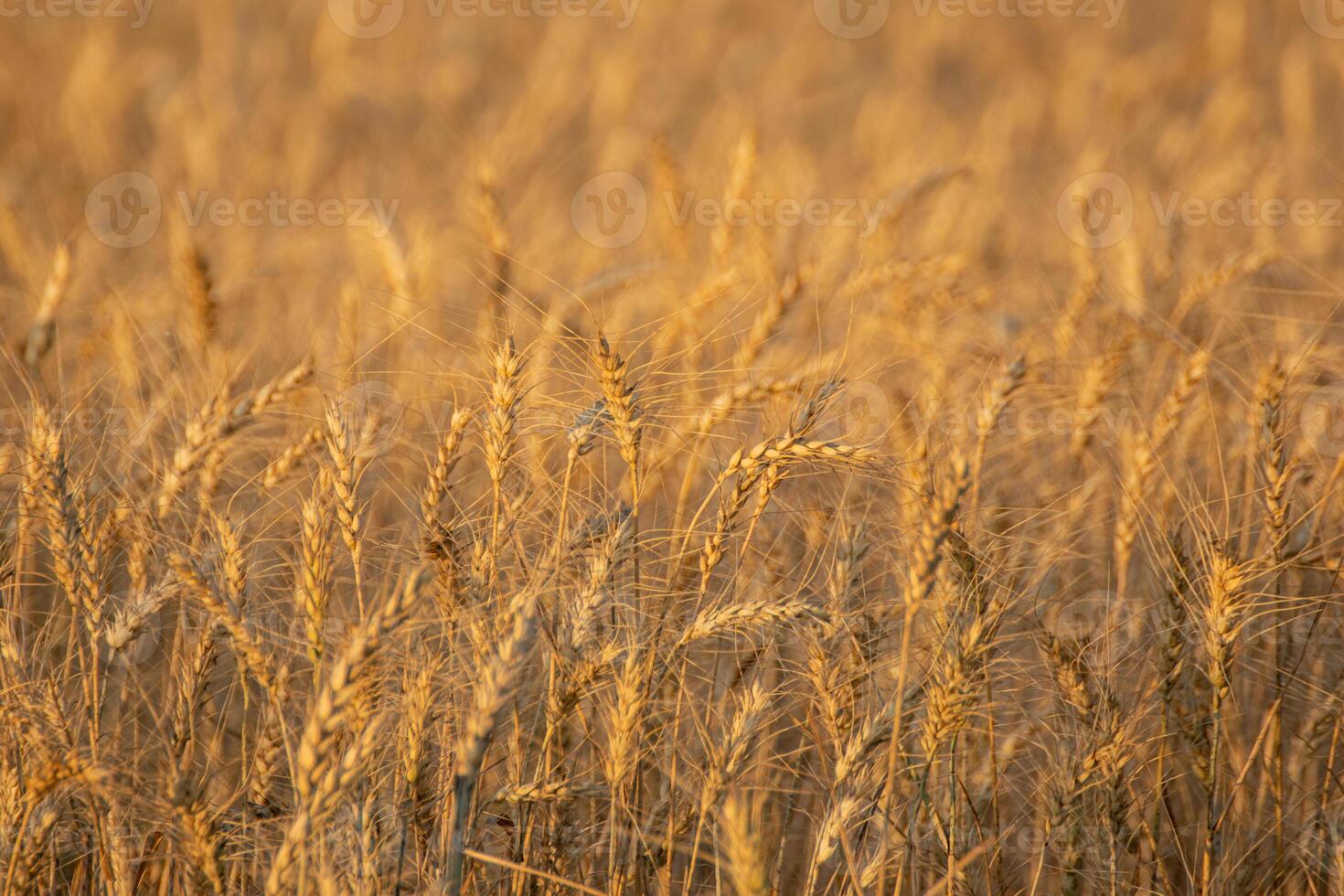 close up of golden wheat ready for harvest, soft focus background, agricultural concept background photo