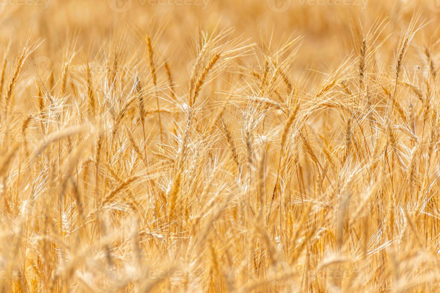 cereal grain field golden hour ready for harvest, agriculture concept background drone aerial view photo
