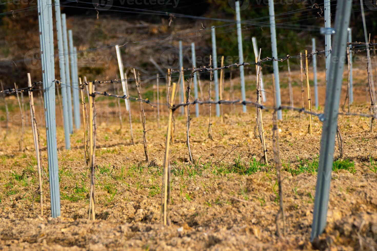 rows of young grapevines and metal supports photo