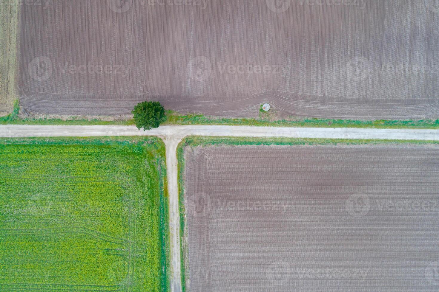aerial view of agricultural fields and and lonely tree dirt road intersection, zenithal drone view photo