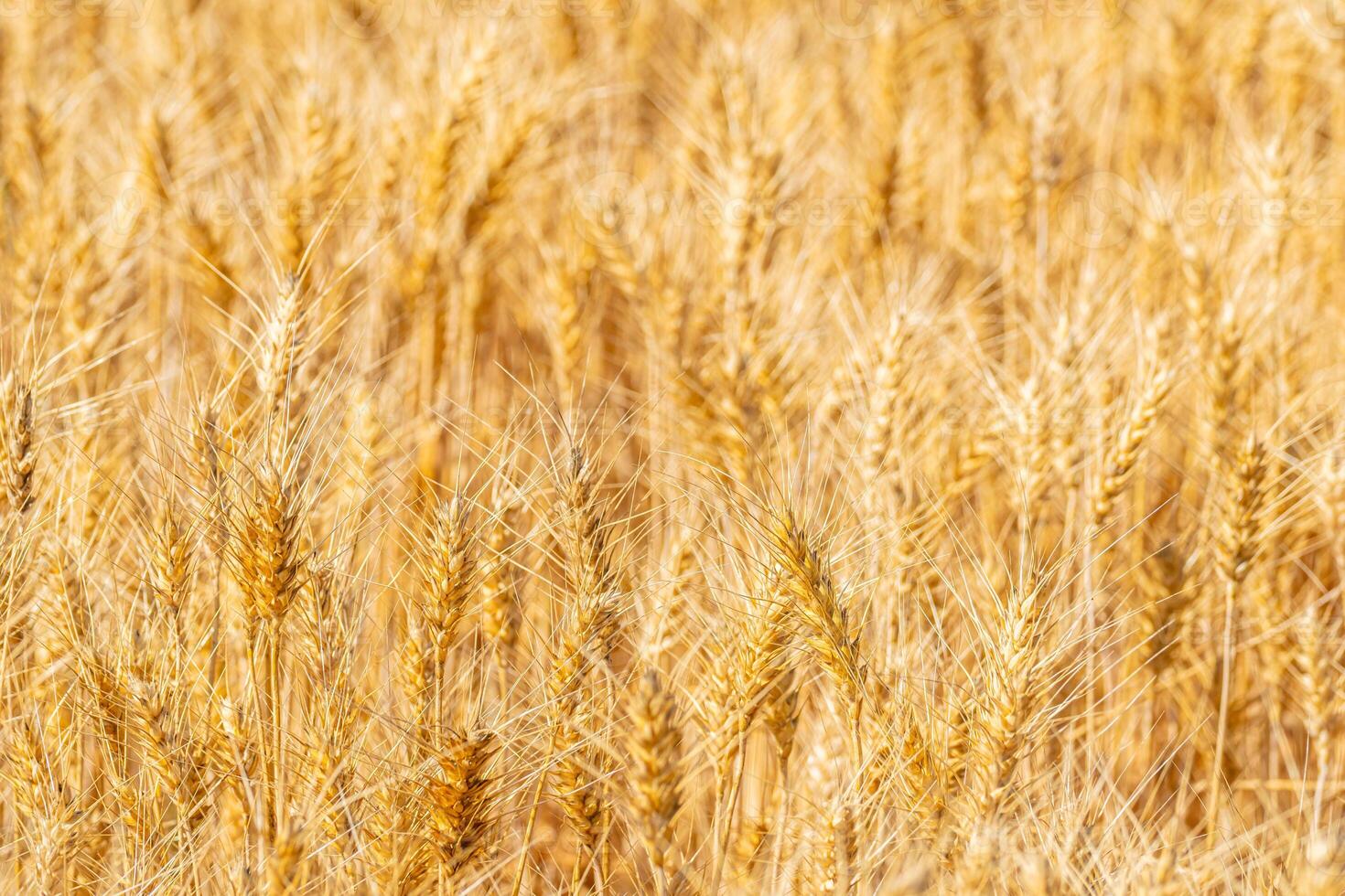 ripe wheat crop texture in sunny agricultural field photo