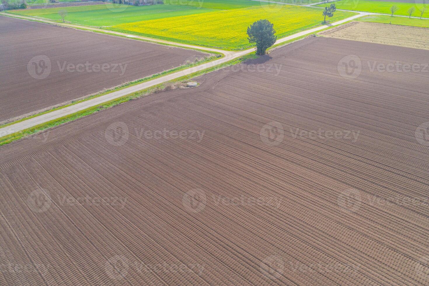 drone image of farmland with geometric patterns and single tree, agricultural landscape photo