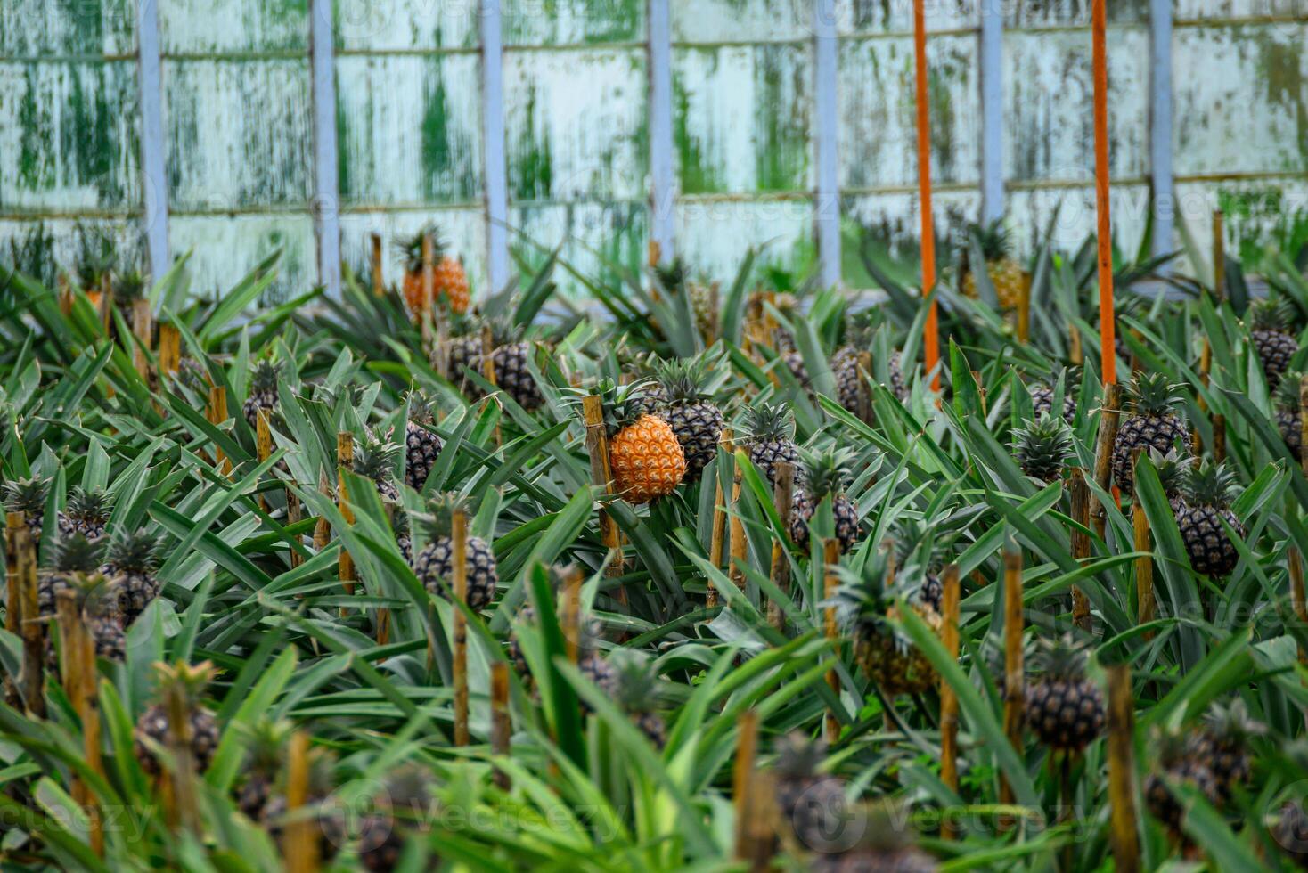 pineapples ripening in a greenhouse in a pineapple plantation on the island of sao miguel, Azores archipelago photo