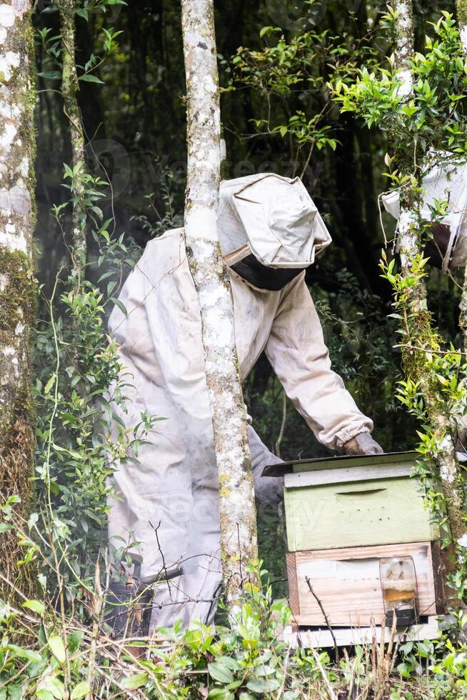 Two beekeepers in protective suits working in the woods photo