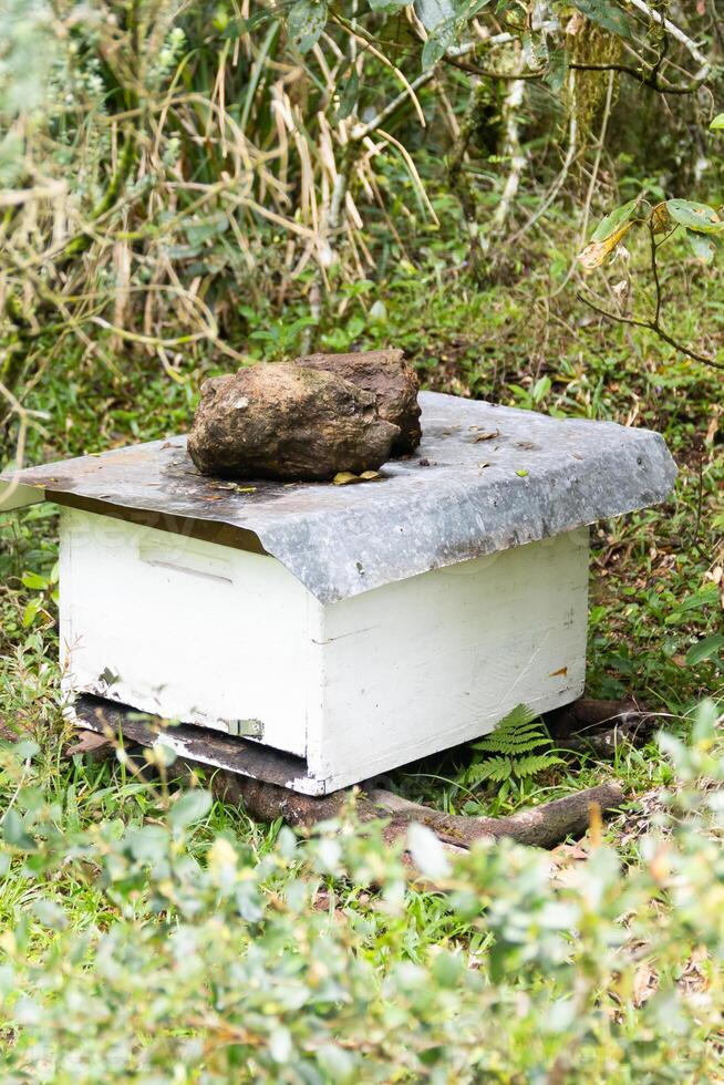 A bee hive with a rock on top of it photo