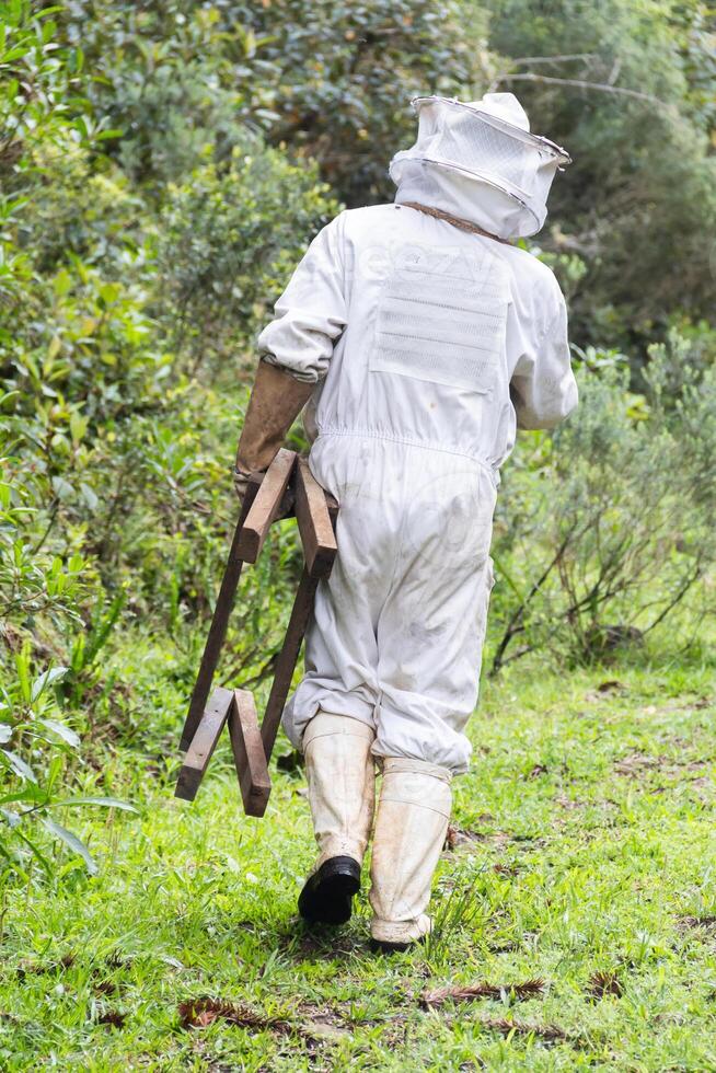 A beekeeper harvests honey from a hive, wearing protective gear. The scene captures the delicate process of collecting honey photo
