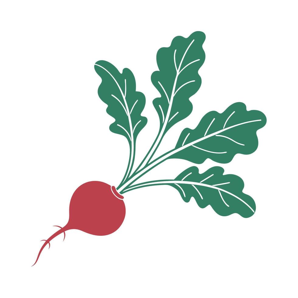 Organic Radish Plant Earthy Rustic Design vector